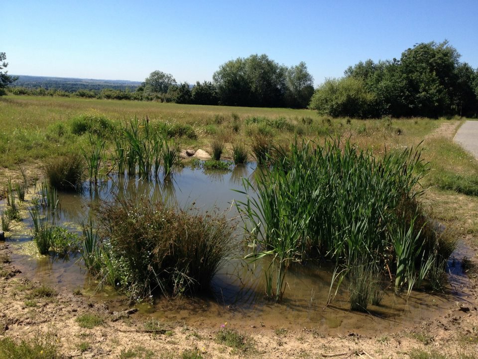 Photograph of Dale Road Park Pond